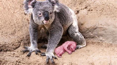 How Koala Gives Birth To Twin Cute Babies Youtube