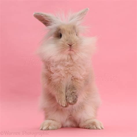 Fluffy Bunny Standing On Pink Background Photo Wp43183