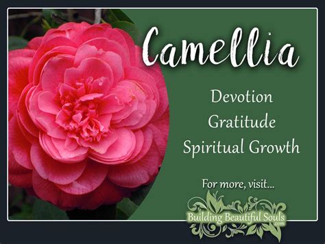 Apple trees produce delicate blooms that come in varying shades of white poppies traditionally symbolize peace and the end and remembrance of war, and this may have partially come from the fact that the flowers grew. Camellia Meaning & Symbolism | Flower Meanings