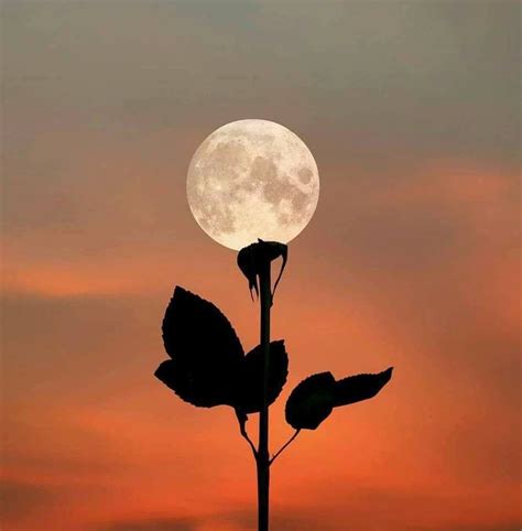 Twitter Beautiful Moon Moon Flower Moon Art