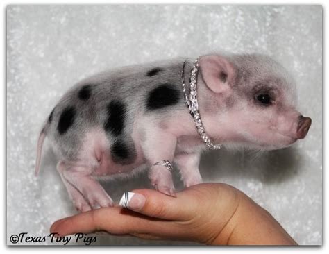 First of all, there's the difference in. Some people have chihuahuas, I need a tiny pig. That is ...