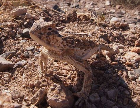 Biologists Discover Why Texas Horny Toads Are So Um Horny