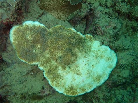 Coral Bleaching Threatens Tobagos Reefs Cari Bois Environmental News