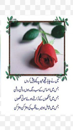 Rose Flower Shayari In Urdu Sevilla Lanueva