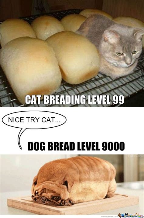 Cat Bread Vs Dog Bread Cat Bread Dog Bread Cat Vs Dog