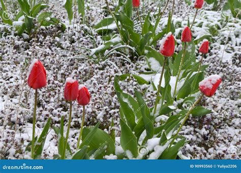 Red Tulips Under The Snow Stock Photo Image Of Romantic 90993560