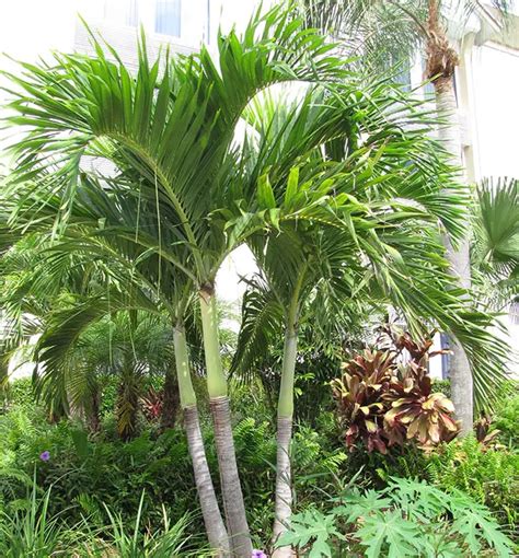How To Grow The Christmas Palm Tree Veitchia Merrillii