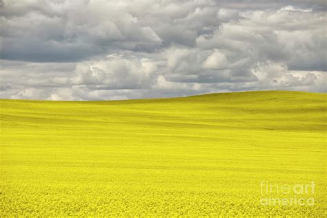 Prairie Canola Field Alberta Canada Photograph By Kevin Miller Fine