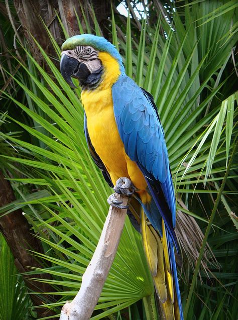 Blue And Gold Macaw1 1942×2613 Pixels Blue Macaw Pet Birds