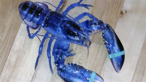 One In Two Million Rare Blue Lobster Caught Offbeat Crazy World