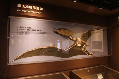 Chinese Scientists Report New Findings On Unique Pterosaur Fossil Xinhua Englishnewscn
