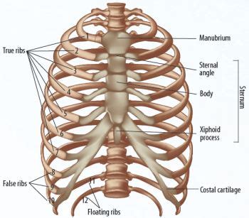Each rib forms two joints the ribs are a set of twelve paired bones which form the protective 'cage' of the thorax. Pectus carinatum (PC) is an anterior chest wall deformity ...