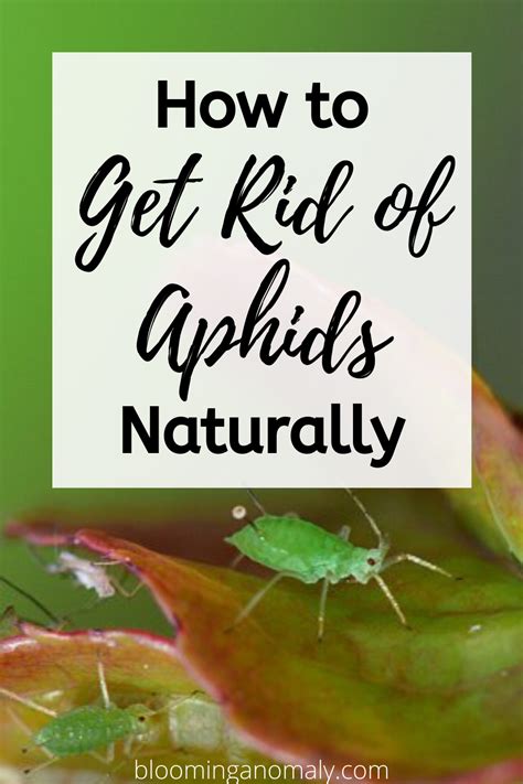 How To Get Rid Of Aphids Naturally Get Rid Of Aphids Aphids On