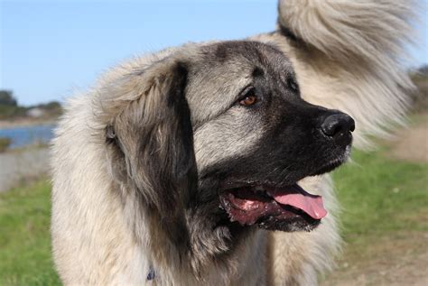 Caucasian Shepherd Dog Native