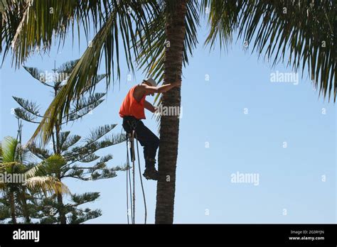 Coconut Palm Cocos Nucifera Worker Climbing A Coconut Tree With
