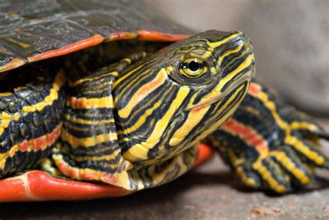 Painted turtles are geographically the most widely distributed water turtles in north america. Eastern painted turtles for sale online baby painted ...