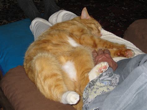 A cat in heaven – Cosmopolitan Ladies Club of Cologne