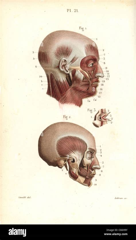 Anatomia Del Cranio Miologia Immagini E Fotografie Stock Ad Alta Risoluzione Alamy