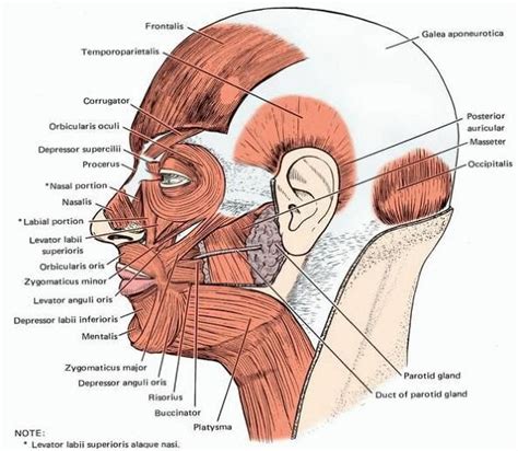 Pin On Psychiatry Neuroanatomy