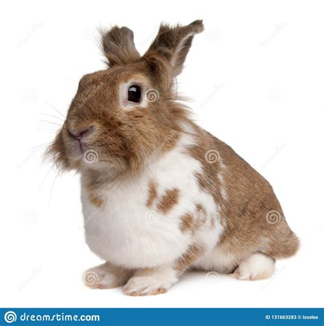 Portrait Of A European Rabbit Oryctolagus Cuniculus Stock Image