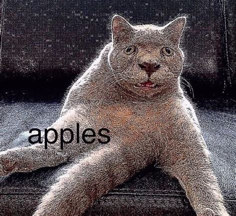 Cat Memes Funny Memes Jokes Deep Fried Memes Cursed Images Funny