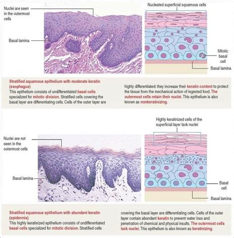 Stratified Squamous Epithelium Basal Cell Cell Cover Squamous Cell
