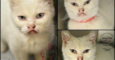The Grumpiest Cat Alive Needs To Be Saved In Philadelphia Album On Imgur