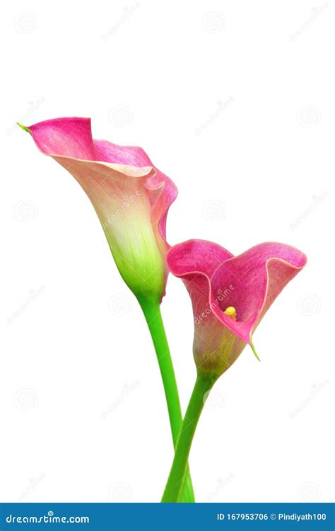 Romantic Pair Of Pink Calla Lilies Against White Background Stock Photo