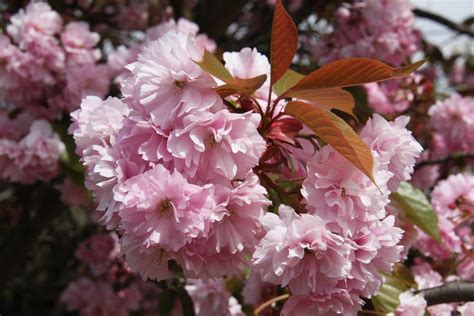 Prunus Kanzan Flowering Cherry Tree Best Flower Site