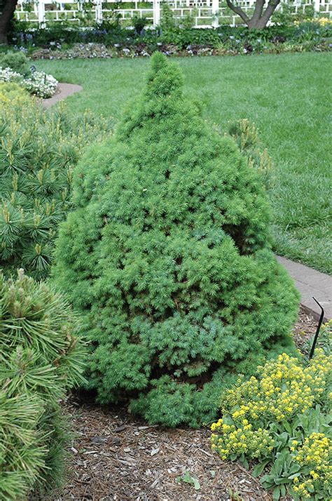 The dwarf alberta spruce is an evergreen that has blue green foliage. Sander's Blue Dwarf Spruce (Picea glauca 'Sander's Blue ...