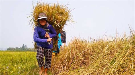 Usai panen padi gogo kami juga mendapatkan hasil dari cabe merah, karena kami menanamnya secara bersamaan atau tumpang sari,'' ujar salah seorang petani. Jerami jadi Alternatif Pakan Sapi Selama Musim Kemarau
