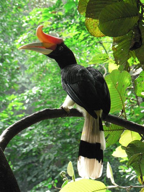 Rp The Grand Rhinoceros Hornbill Buceros Rhinoceros Sarawak State