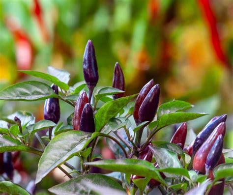 10 Purple Vegetables To Grow In Your Superfood Garden