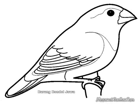 Belajar Gambar Mewarnai Hewan Burung Untuk Pemula Cara Mudah Mewarnai