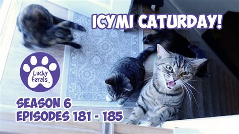Icymi Caturday Lucky Ferals S6 Episodes 181 185 Cat Videos