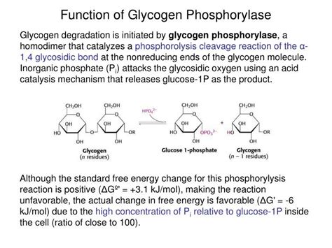 Ppt Carbohydrate Metabolism Glycogen Degradation Glycogen