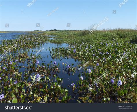 Water Hyacinth Eichhornia Aquatic Flowering Plant Stock