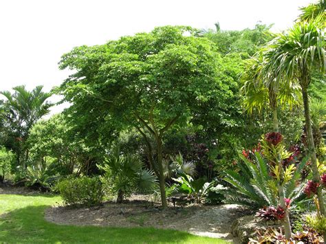 Red berries on female tree for wildlife. Gardening South Florida Style: Flowering Trees in South ...