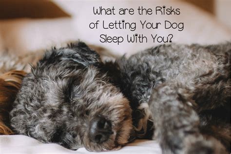 What Are The Risks Of Letting Your Dog Sleep In Bed With You