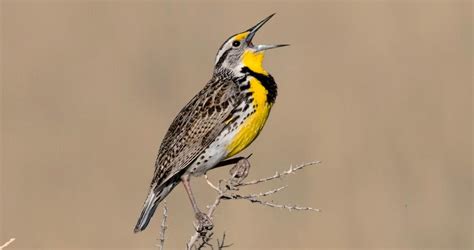 Western Meadowlark Identification All About Birds Cornell Lab Of