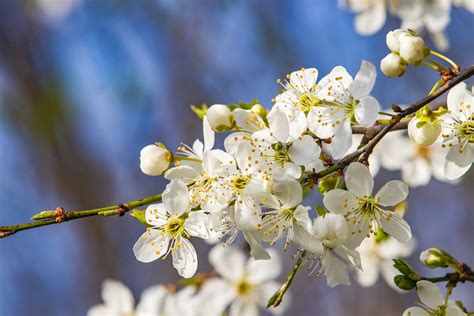 Cherry Blossom Blomster Gratis Foto På Pixabay Pixabay
