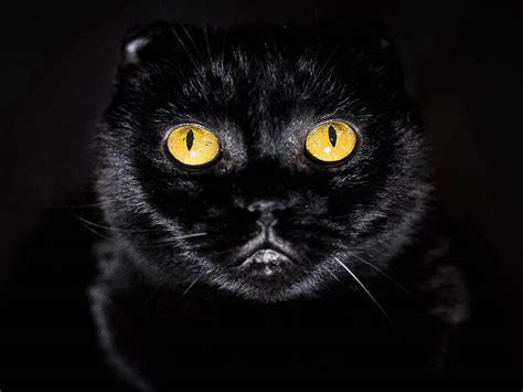 Wallpaper Yellow Eyes Cat Wallpapers