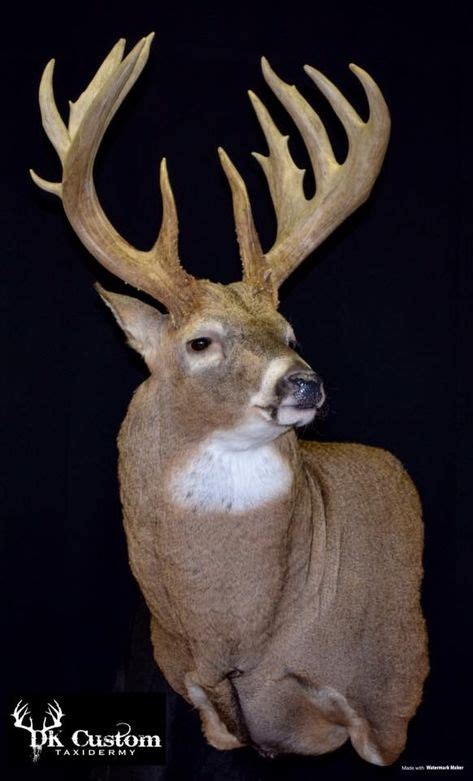 Pin By Tony Mussett On Awesome Mounts Whitetail Deer Hunting