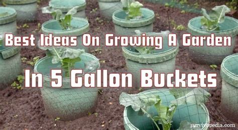 Best Ideas On Growing A Garden In 5 Gallon Buckets