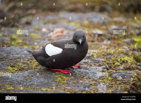 Black Guillemot Oban Scotland Stock Photo Alamy