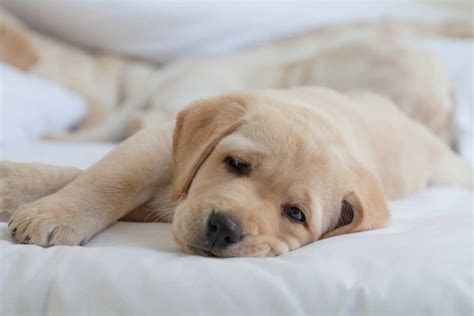 How Long Does A Labrador Stay A Puppy