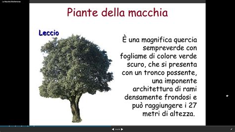 Per parlare delle piante da frutto rare e antiche. macchia mediterranea - YouTube