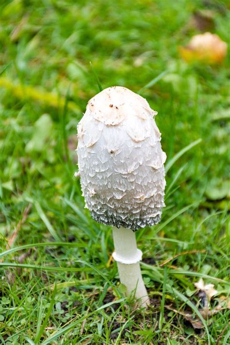 White Poison Mushroom With White Heads Among Green Grass Stock Photo