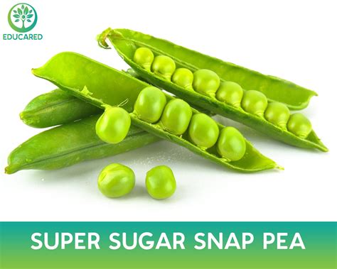 Super Sugar Snap Pea Organic Seed Vegetable Seeds Vine Plant Annual