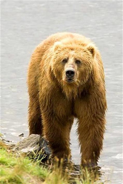 Free Picture Grizzly Bear Brown Bear